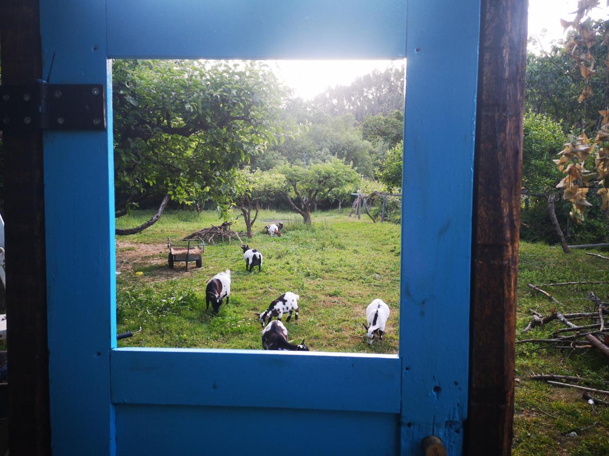Quinta Das Aguias Aveiro Bagian luar foto